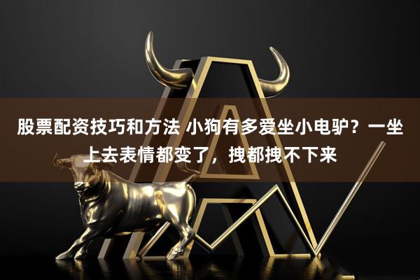 股票配资技巧和方法 小狗有多爱坐小电驴？一坐上去表情都变了，拽都拽不下来