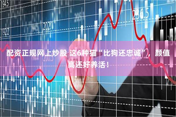 配资正规网上炒股 这6种猫“比狗还忠诚”，颜值高还好养活！